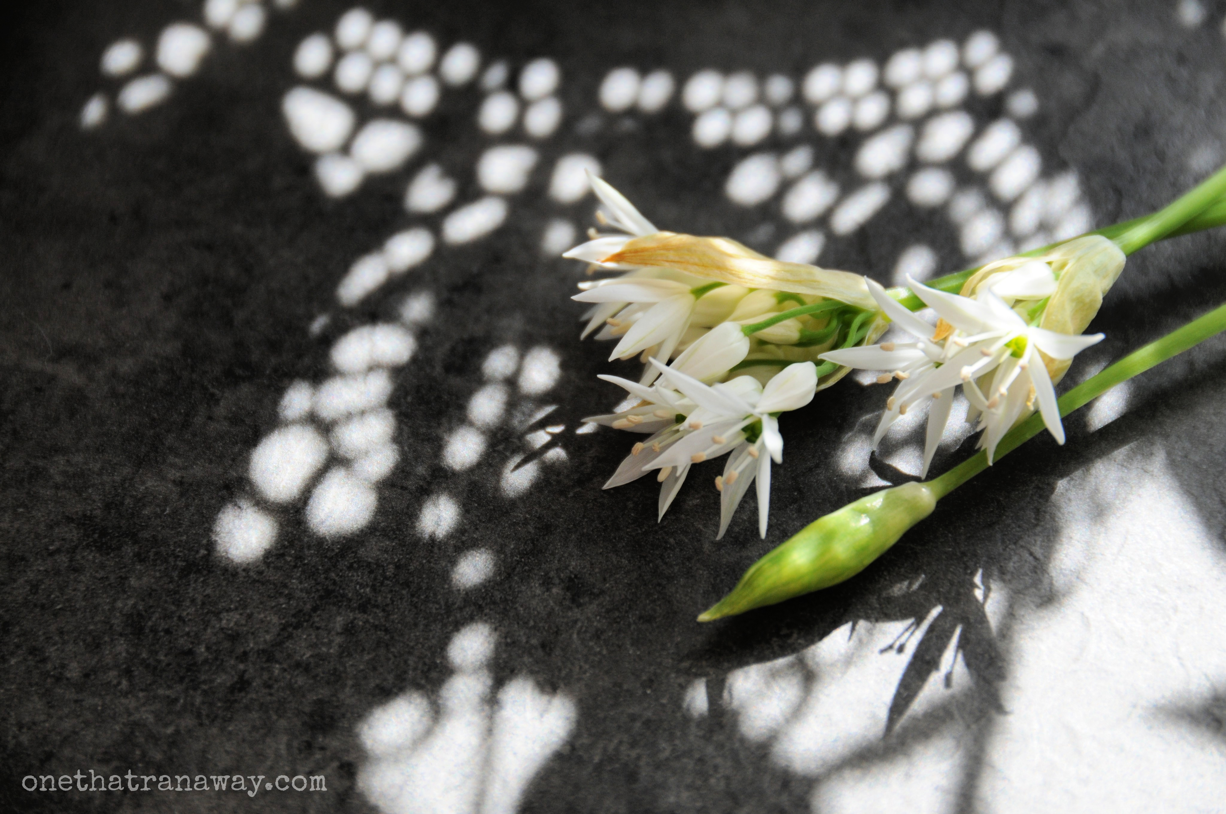 wild garlic blossoms